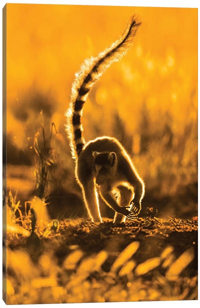 Ring-tailed lemur , Madagascar Canvas Art Print - Madagascar