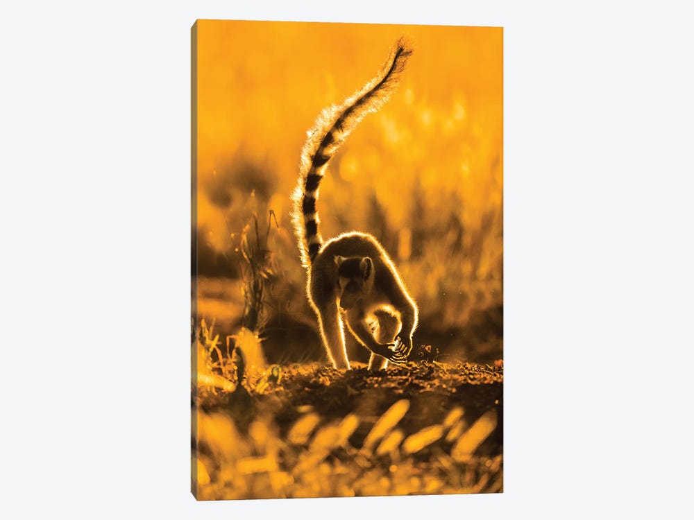 Ring-tailed lemur , Madagascar by Panoramic Images 1-piece Art Print