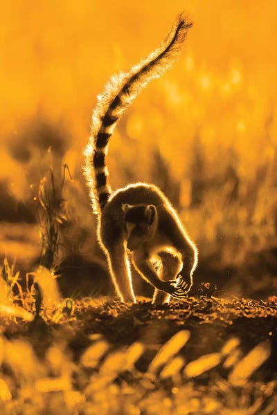 Lemurs: Ring-tailed lemur , Madagascar by Panoramic Images