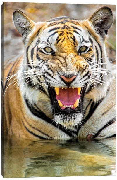 Roaring Bengal tiger, India Canvas Art Print - India Art