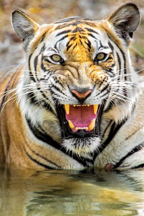 Roaring Bengal tiger, India