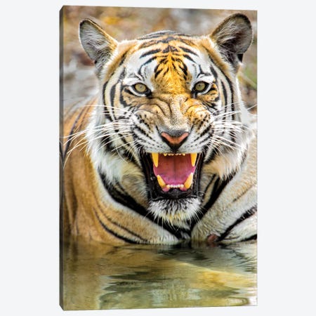 Roaring Bengal tiger, India Canvas Print #PIM15694} by Panoramic Images Canvas Artwork