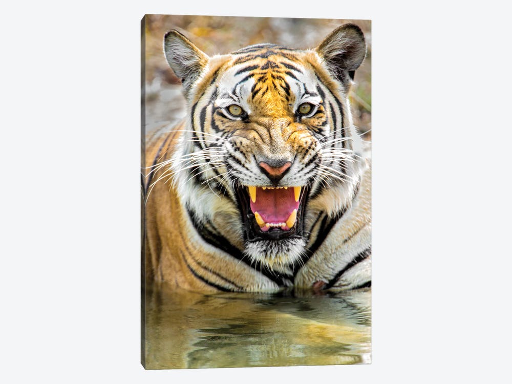 Roaring Bengal tiger, India by Panoramic Images 1-piece Canvas Art Print