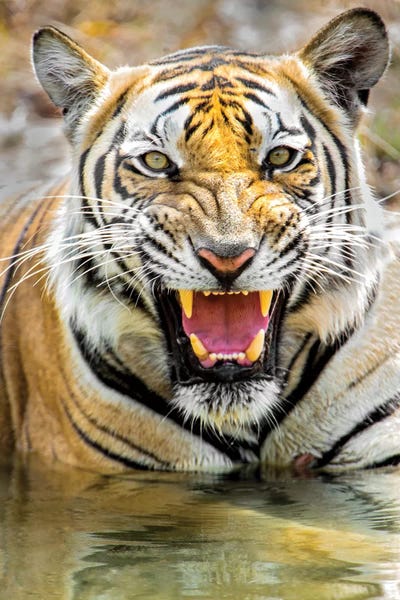 India: Roaring Bengal tiger, India by Panoramic Images