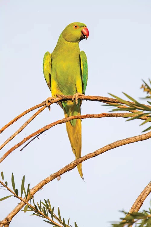 Rose ringed parakeet  perching on branch, India