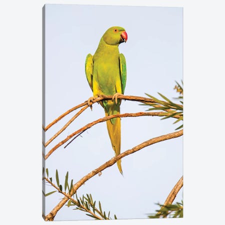 Rose ringed parakeet  perching on branch, India Canvas Print #PIM15707} by Panoramic Images Canvas Artwork
