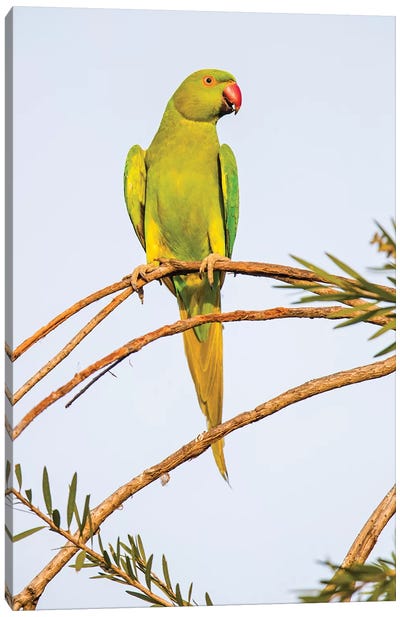 Rose ringed parakeet  perching on branch, India Canvas Art Print - Parakeet Art
