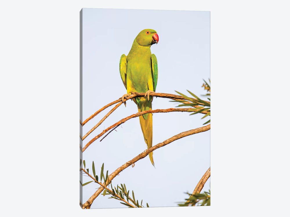 Rose ringed parakeet  perching on branch, India by Panoramic Images 1-piece Canvas Artwork