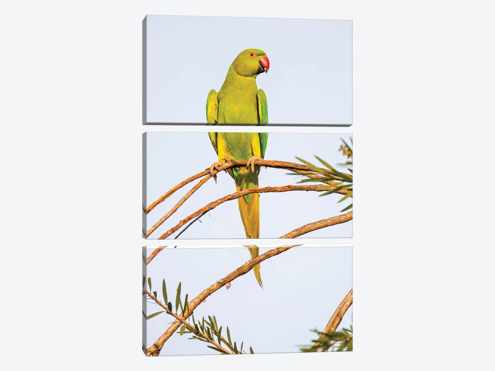 Rose ringed parakeet  perching on branch, India by Panoramic Images 3-piece Canvas Artwork