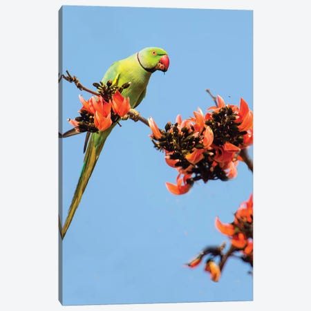 Rose-ringed parakeet  perching on branch, India Canvas Print #PIM15708} by Panoramic Images Canvas Print