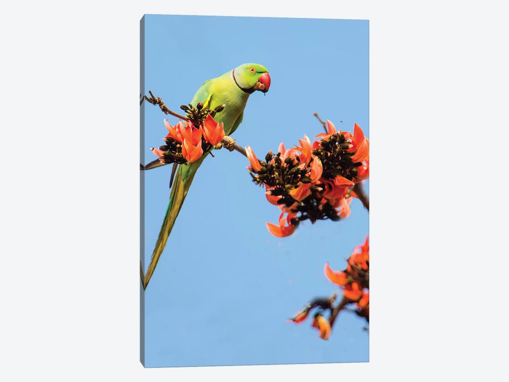 Rose-ringed parakeet  perching on branch, India by Panoramic Images 1-piece Art Print
