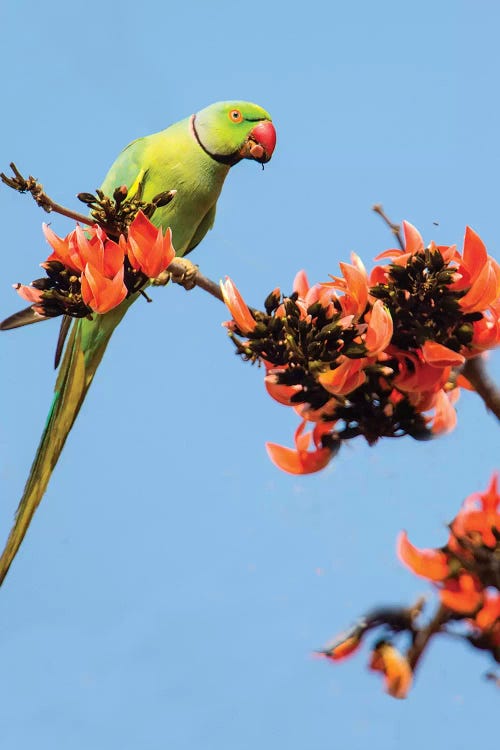 Rose-ringed parakeet  perching on branch, India