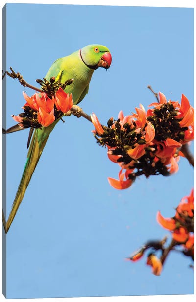 Rose-ringed parakeet  perching on branch, India Canvas Art Print - Jordy Blue