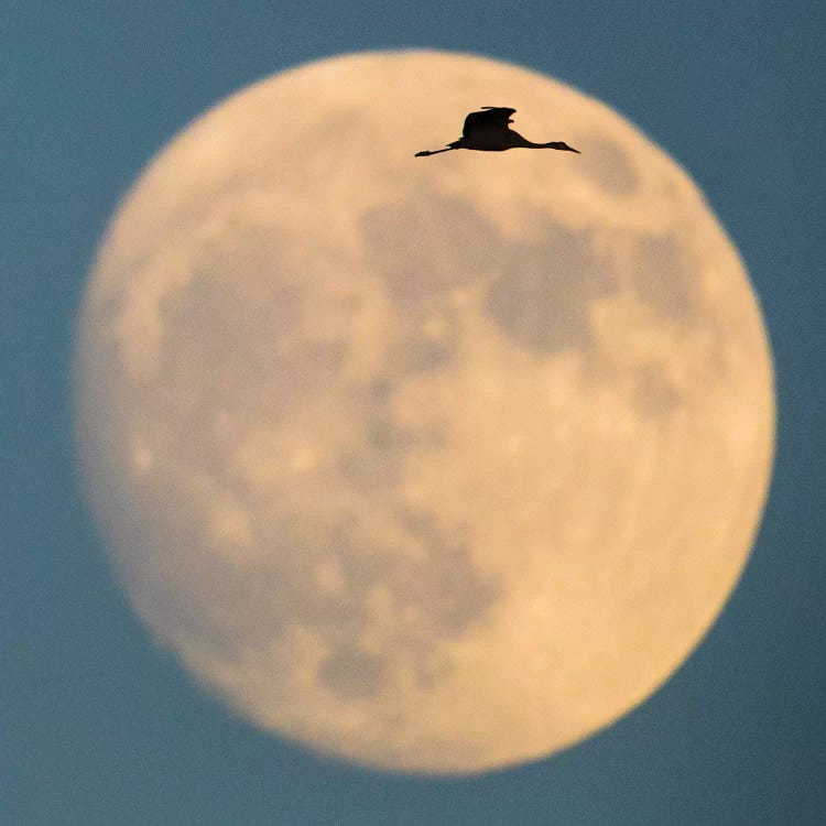 Sandhill crane  flying against moon, Soccoro, New Mexico, USA