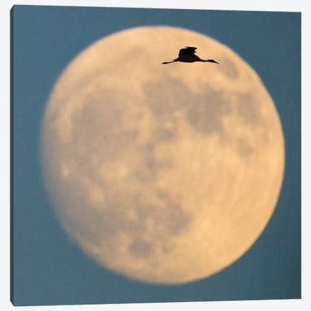 Sandhill crane  flying against moon, Soccoro, New Mexico, USA Canvas Print #PIM15710} by Panoramic Images Canvas Artwork
