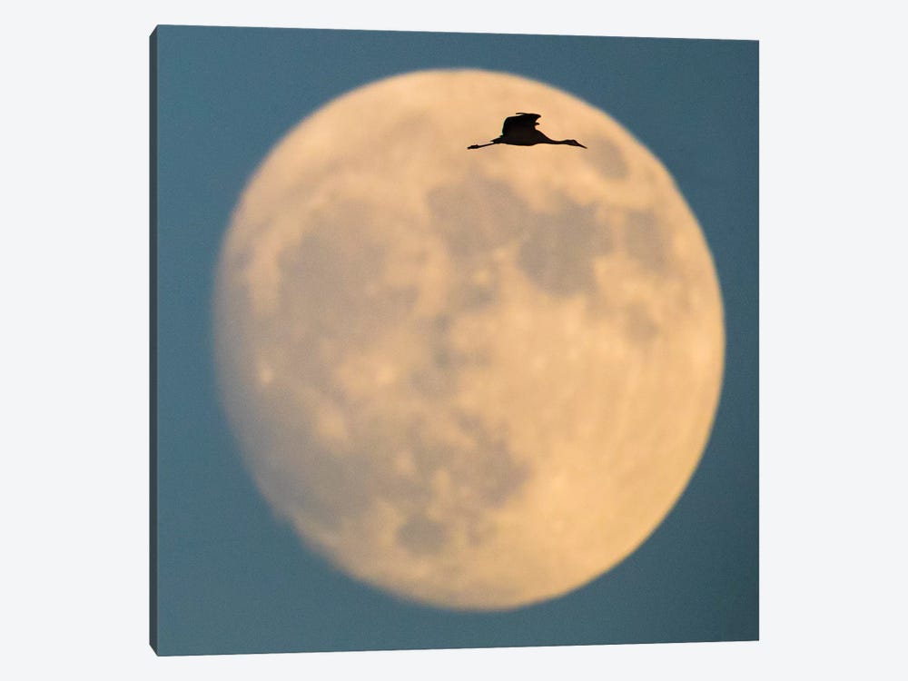Sandhill crane  flying against moon, Soccoro, New Mexico, USA by Panoramic Images 1-piece Canvas Art
