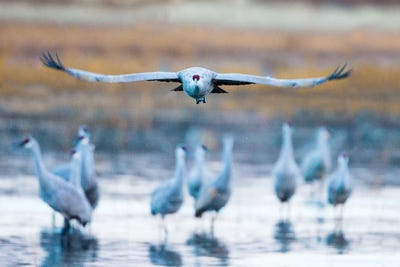 Sandhill crane, Soccoro, New Mexico, USA by Panoramic Images art print