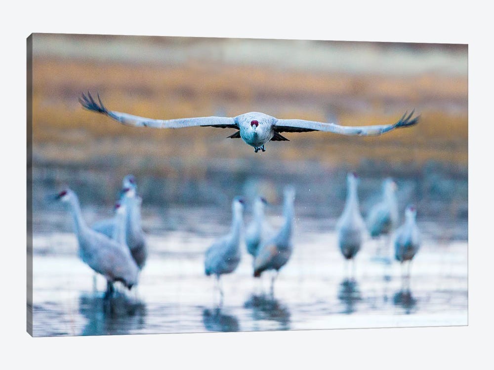 Sandhill crane, Soccoro, New Mexico, USA by Panoramic Images 1-piece Canvas Art Print