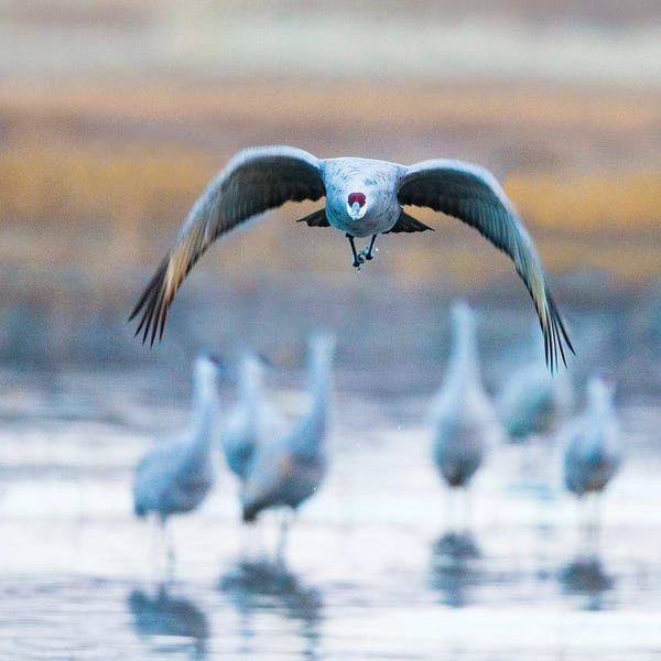 Socorro: Sandhill crane, Soccoro, New Mexico, USA by Panoramic Images
