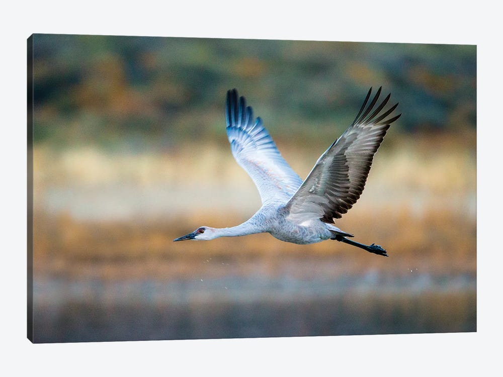 Sandhill crane, Soccoro, New Mexico, USA by Panoramic Images 1-piece Canvas Print