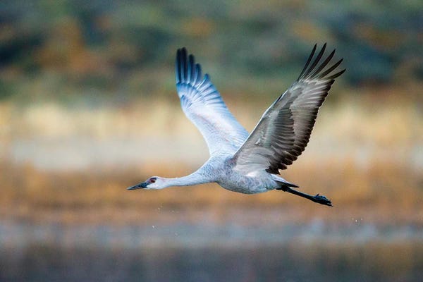 Socorro: Sandhill crane, Soccoro, New Mexico, USA by Panoramic Images
