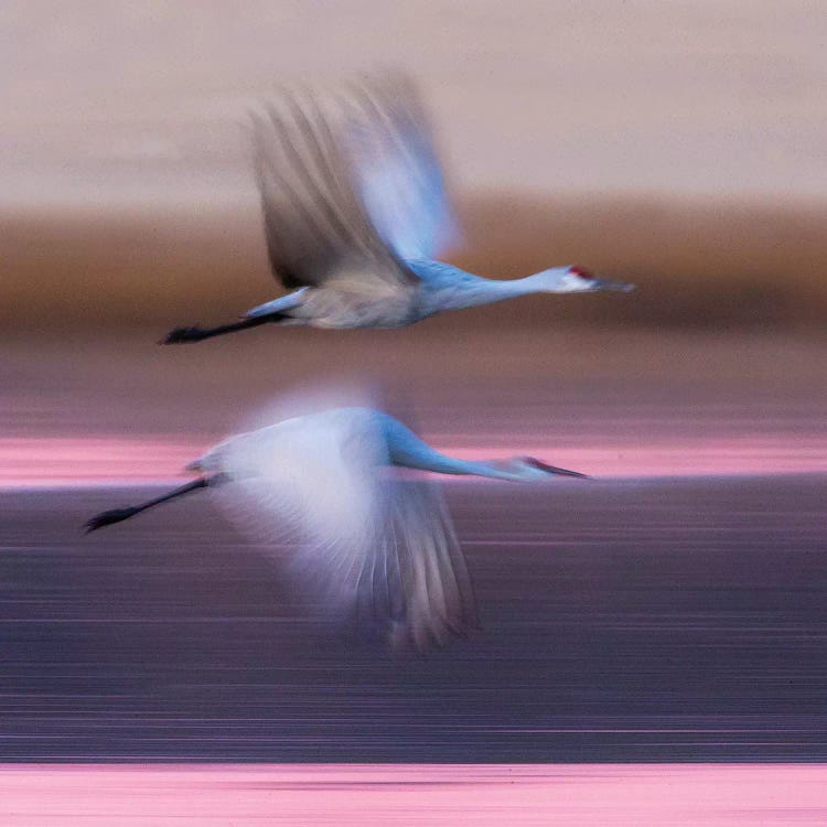 Sandhill cranes flying over lake, Socorro, New Mexico, USA