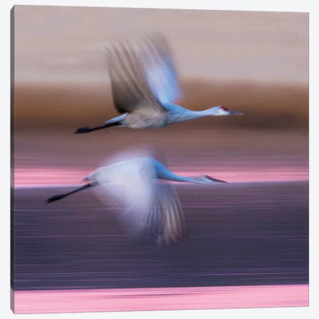 Sandhill cranes flying over lake, Socorro, New Mexico, USA Canvas Print #PIM15714} by Panoramic Images Art Print