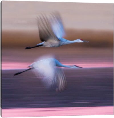 Sandhill cranes flying over lake, Socorro, New Mexico, USA Canvas Art Print