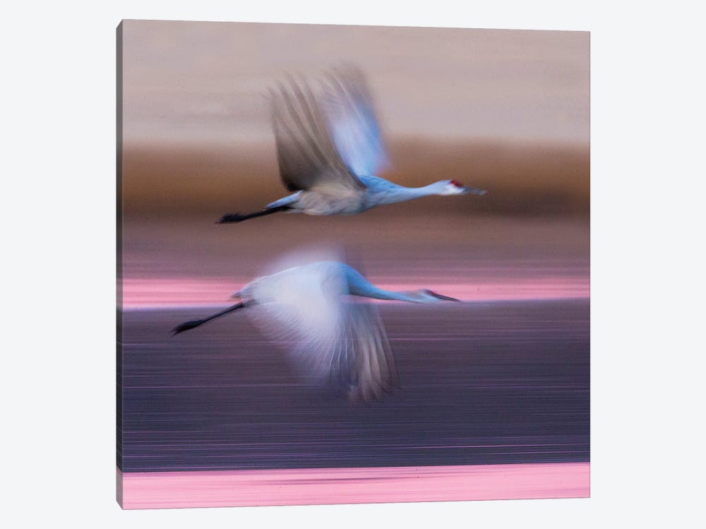 Sandhill cranes flying over lake, Socorro, New Mexico, USA by Panoramic Images 1-piece Canvas Art