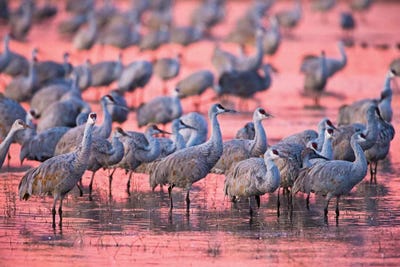 Sandhill cranes on lake at sunset, Socorro, New Mexico, USA by Panoramic Images art print
