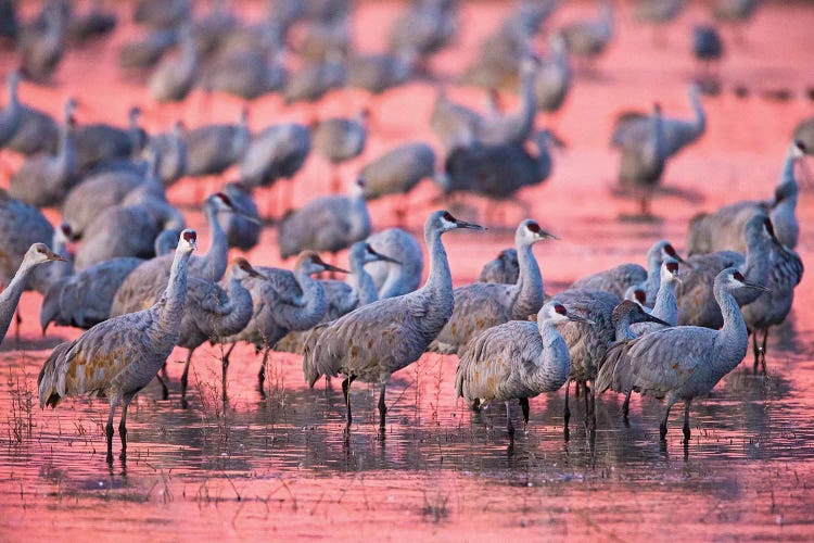 Sandhill cranes on lake at sunset, Socorro, New Mexico, USA