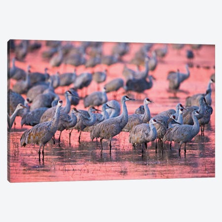 Sandhill cranes on lake at sunset, Socorro, New Mexico, USA Canvas Print #PIM15715} by Panoramic Images Art Print