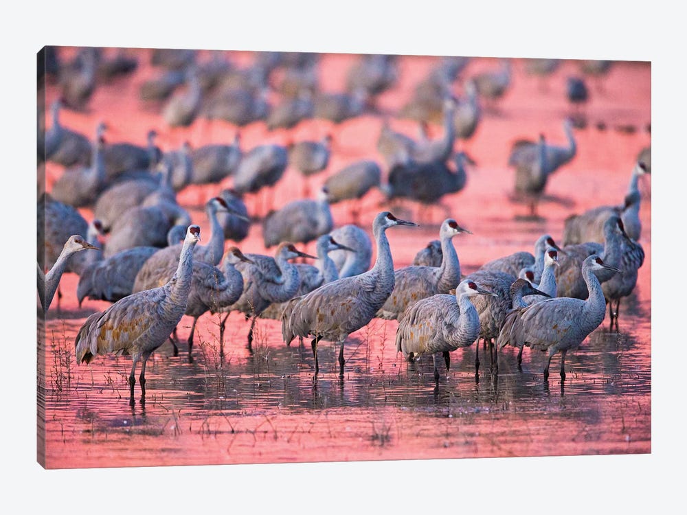 Sandhill cranes on lake at sunset, Socorro, New Mexico, USA by Panoramic Images 1-piece Art Print