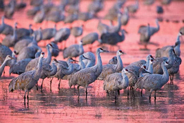 Socorro: Sandhill cranes on lake at sunset, Socorro, New Mexico, USA by Panoramic Images