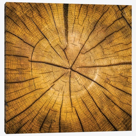 Sawn log showing growth rings Canvas Print #PIM15717} by Panoramic Images Canvas Print