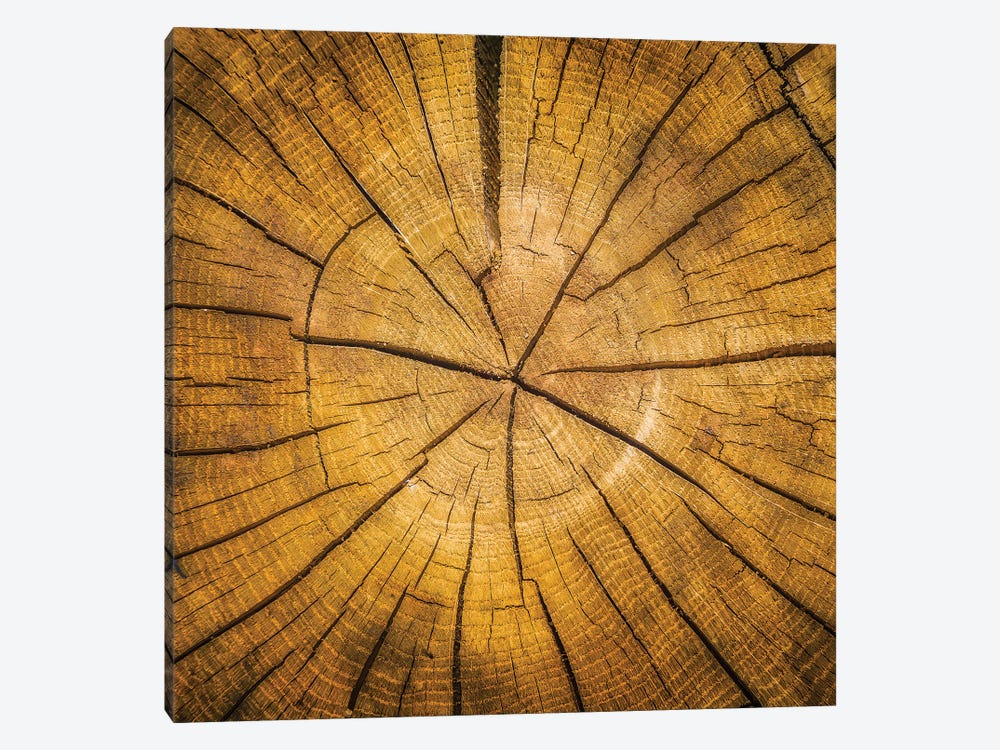 Sawn log showing growth rings by Panoramic Images 1-piece Art Print