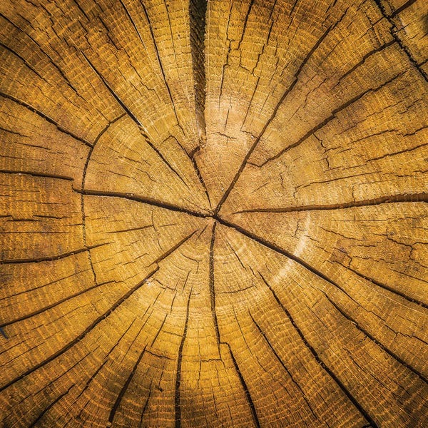 Sawn log showing growth rings