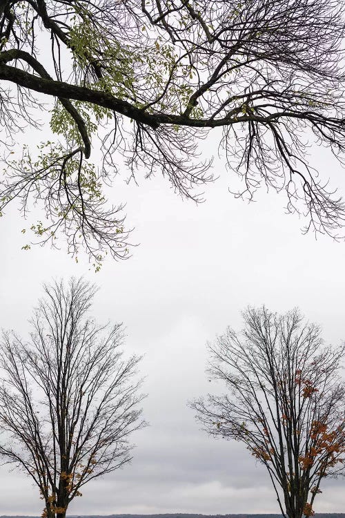 Trees Along Chautauqua Lake, Chautauqua Institution Historic District, Chautauqua, New York, USA by Panoramic Images wall art