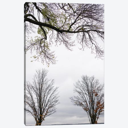 Trees Along Chautauqua Lake, Chautauqua Institution Historic District, Chautauqua, New York, USA Canvas Print #PIM15729} by Panoramic Images Canvas Print