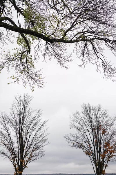 Tree Close-Ups: Trees Along Chautauqua Lake, Chautauqua Institution Historic District, Chautauqua, New York, USA by Panoramic Images