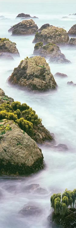 Sea palm , Montara, California, USA