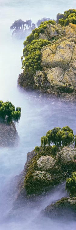 Sea palm , Montara, California, USA