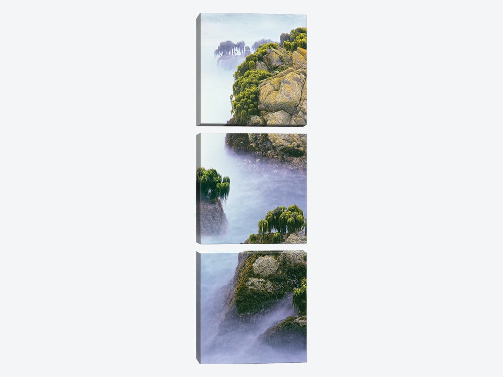 Sea palm , Montara, California, USA by Panoramic Images 3-piece Canvas Art Print