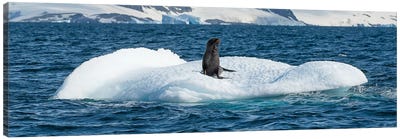 Seal resting on iceberg floating in Southern Ocean, Antarctic Peninsula, Antarctica Canvas Art Print - Glacier & Iceberg Art