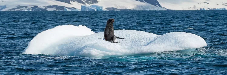 Seal resting on iceberg floating in Southern Ocean, Antarctic Peninsula, Antarctica