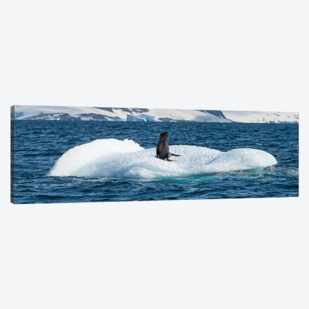 Seal resting on iceberg floating in Southern Ocean, Antarctic Peninsula, Antarctica Canvas Print #PIM15736} by Panoramic Images Canvas Art Print