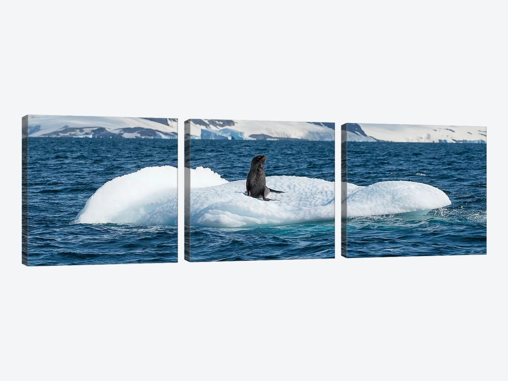 Seal resting on iceberg floating in Southern Ocean, Antarctic Peninsula, Antarctica by Panoramic Images 3-piece Canvas Art