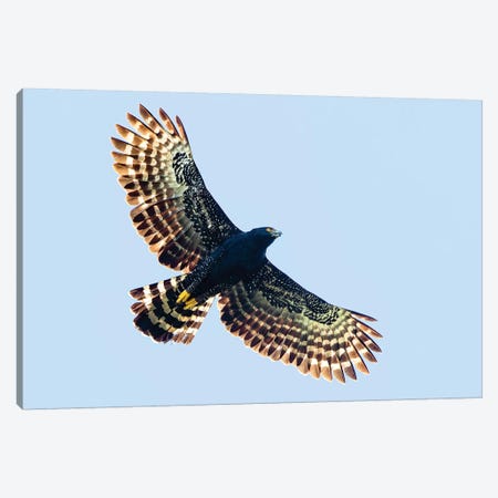 Sharp-shinned hawk  in flight, Sarapiqui, Costa Rica Canvas Print #PIM15737} by Panoramic Images Canvas Print