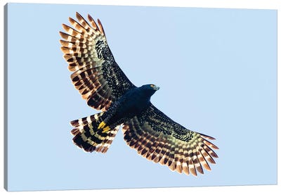 Sharp-shinned hawk  in flight, Sarapiqui, Costa Rica Canvas Art Print - Buzzard & Hawk Art
