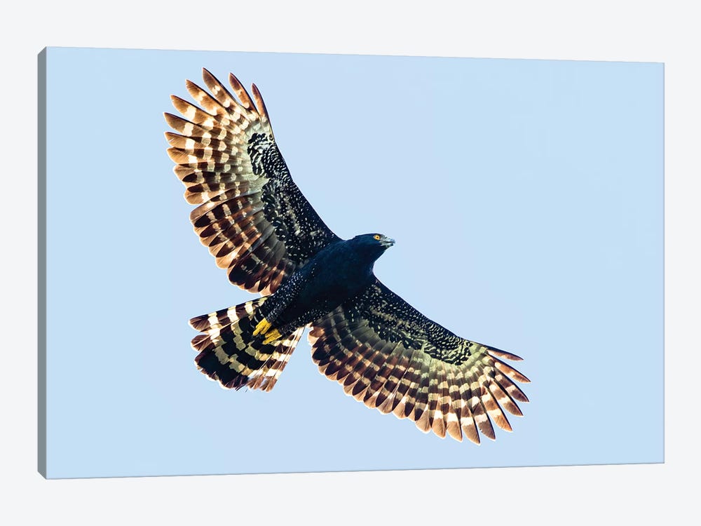 Sharp-shinned hawk  in flight, Sarapiqui, Costa Rica by Panoramic Images 1-piece Canvas Print